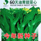 60天油青甜菜心種子早熟耐高溫春秋四季超甜菜苔種籽農家蔬菜種子 60天油青甜菜心種子 今年新種(1包約200粒)原廠(chǎng)包裝