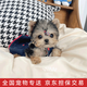 涴喵純種約克夏幼犬家養(yǎng)小型犬狗狗活體幼崽茶杯犬飛耳小體犬 寵物級(jí) 【精品約克夏】