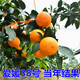 藝觀(guān)園愛(ài)媛38號樹(shù)苗果凍橙苗象山紅美人柑桔樹(shù)苗橘子樹(shù)大樹(shù)苗南方北方種 4年苗