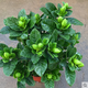 梔子花盆栽帶花苞大花濃香四季開花苗觀花植物庭院花卉盆栽花綠植 大葉 3年苗盆栽【不帶盆】