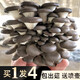菇婆婆平菇蘑菇菌包菌棒盆栽食用菌種家庭陽(yáng)臺(tái)學(xué)校幼兒園采新鮮蘑菇 平菇-標(biāo)準(zhǔn)款實(shí)發(fā)4袋 袋裝