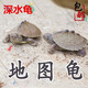 詩(shī)軒[深水龜]地圖龜苗清潔龜活體寵物水龜觀(guān)賞龜活物深水觀(guān)賞龜 6-7厘米 孤單一只