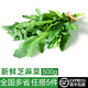 綠食者 芝麻菜500g 德國(guó)芥菜火箭菜 新鮮蔬菜西餐沙拉健康輕食食材