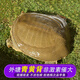 秋季 鮮活外塘生態(tài)甲魚野外生長放養(yǎng)冷水團魚王八老鱉活體 4.0-4.2斤外塘野養(yǎng)老鱉【公鱉】