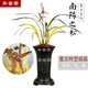 華香園蘭花苗【南陽之松】墨蘭銘品大綠帽中透金黃色葉藝綠植物室內(nèi)盆栽 南陽之松1苗裸根發(fā)貨不帶花苞