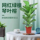 萌肉居琴葉榕植物盆栽辦公室趣味裝飾盆景/琴葉榕約40-50cm原盆源頭直發(fā)
