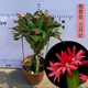 進(jìn)口嫁接蟹爪蘭盆栽花卉多色帶花苞重瓣陽(yáng)臺(tái)植物四季開(kāi)花蟹爪蓮苗 嫁接【三月紅】當(dāng)年開(kāi)花+花架 不含盆