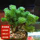 墨一（MOYI）多肉植物帶盆栽好九尾狐多肉辦公室綠植盆栽花卉植物 球松 不含盆