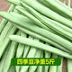 格沃斯【現(xiàn)摘】云南露天四季豆新鮮時令豆蕓豆新鮮蔬菜 5斤【手選優(yōu)質】四季豆