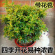 傾顏 四季米蘭花盆栽苗香花植物室內花香味四季很香香的花卉綠植盆栽 4年苗(帶花苞發(fā)) 不含盆