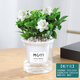 墨一梔子花盆栽 花卉植物室內(nèi)綠植辦公室早安盆美觀室內(nèi)好養(yǎng)源頭直發(fā)