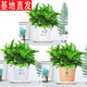 繽賢綠蘿盆栽室內辦公室植物大葉吊蘭花卉綠植綠籮盆景吸水盆懶人 3盆楓葉、早安五葉草吸水盆+2液