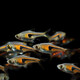 聽(tīng)白閣熱帶魚(yú)觀(guān)賞魚(yú)活體紅綠燈寶蓮燈燈科魚(yú)小型觀(guān)賞魚(yú)淡水魚(yú)群游燈科魚(yú) 金三角燈10條(備損2條)