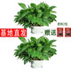 小冤家綠蘿盆栽室內(nèi)花卉綠植綠籮水養(yǎng)花卉盆景桌面辦公客廳水培大葉綠色 精品180#綠蘿2盆裝+肥料2包