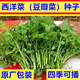 西洋菜豆瓣菜種子兒童蔬菜青菜秋冬四季播原裝種籽豆瓣菜 西洋菜種子、原裝6包【約2400粒
