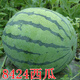 蘇瑞早佳8424麒麟西瓜種子籽特大高產(chǎn)巨型甜王南方小四季蔬菜水果種孑 早佳8424約100?！驹b】