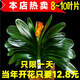 種花迷君子蘭盆栽老苗帶花苞四季好養(yǎng)多肉花卉綠植物室內(nèi)圓頭和尚大小苗 包成活精品君子蘭7-9片葉子+生 不含盆
