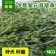 紫花苜蓿草干草兔糧 兔子龍貓草荷蘭豬干牧草飼料苜宿草