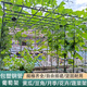 葡萄架子戶外庭院園藝爬藤花架支架葡萄黃瓜絲瓜豆角蔬菜月季植物攀爬支架 直徑20毫米 長(zhǎng)度240厘米 【10根裝】 中等