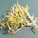 秋穎金錢(qián)草 盆栽創(chuàng  )意水培植物銅錢(qián)草套裝水養綠植金錢(qián)草室內花卉桌面 銅錢(qián)草根(一小份)不含盆