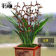 劉閣蘭花報歲蘭花草墨蘭 四大家蘭之 企黑 蘭花苗現帶花苞出售好養濃香 A級企黑：10苗非連體帶多花