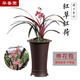 華香園華香園蘭花 紅草紅荷 建蘭紅花荷瓣 幽香型不帶花苞耐陰花卉綠植 紅草紅荷1棵2苗帶花苞裸根發(fā)貨