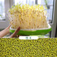 壽禾 芽菜種子蘿卜四季秋冬季四季無土水培蔬菜豌豆芽 綠豆芽種子 500g