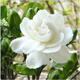 梔子花盆栽花卉牡丹花苗大葉梔子花苗樹(shù)苗四季開(kāi)花綠植 牡丹梔子花3年苗