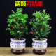 正宗南方北方東北紅豆杉樹苗 曼地亞紅豆杉 綠植盆栽花卉室內(nèi)辦公室水培植物 辦公桌面綠色觀葉紅豆樹盆景 小苗20-30厘米高