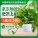 雙盟綠蘿盆栽除甲醛花卉綠植辦公室新房凈化空氣180羅馬白3盆源頭直發(fā)