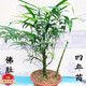 佛肚竹盆景竹苗 室內常青客廳盆栽綠植 羅漢竹庭院假山吸水石竹子D7 4-5棵小苗不帶肚子 佛肚竹4年精品苗