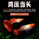 卡奇魚 孔雀魚 鳳尾魚 胎生魚 熱帶觀賞魚淡水活體魚小型魚純種好養(yǎng)易活 鴻運(yùn)當(dāng)頭孔雀魚1對(duì)