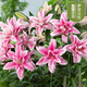 波思菊帶芽香水百合種球百合花種子球根花卉植物盆栽綠植香水百合種球 伊薩貝拉(重瓣) 12+