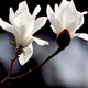 慕爾森玉蘭花樹(shù)苗大型庭院大樹(shù)嫁接樹(shù)苗耐寒紫玉蘭庭院別墅植物 白玉蘭 3公分粗【1-1.2米左右】