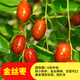 棗樹(shù)苗活苗沾化冬棗特大盆栽地栽嫁接果樹(shù)苗南方北方種植當(dāng)年結(jié)果 金絲棗Z-1四年苗 80cm(含)-89cm(含)
