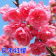 言清 櫻花樹苗 晚櫻早櫻盆栽地栽苗木觀賞工程綠化庭院植物綠植花卉 日本紅櫻3公分粗