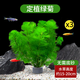 瘋狂水草魚缸水草植物直接入缸凈化水質(zhì)養(yǎng)魚水草種植環(huán)綠菊*3源頭直發(fā)包郵