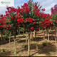 龍辰語(yǔ) 紅花紫薇樹(shù)苗 別墅庭院綠化樹(shù)苗紫薇花苗占地拆遷紫薇苗百日紫薇小苗紅火箭紫薇樹(shù) 3公分粗(下單品種備注