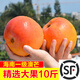 果戀匯（GUOLIANHUI）海南三亞澳芒新鮮水果超大芒果當季特大當季熱帶蘋(píng)果芒 8斤精選裝