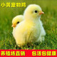 小雞活寵物小雞活苗家養(yǎng)觀賞小黃雞網(wǎng)紅萌寵雞活體幼崽迷你雞幼苗 寵物小黃雞2只