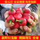 辰實(shí)【現(xiàn)摘】紅燈籠椒 新鮮子彈頭紅辣椒 草莓辣椒海椒珠子 泡椒剁椒 5斤【紅色】