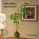 臨雅紅觀音竹盆栽植物室內(nèi)景觀水培竹子懶人米竹辦公室茶室綠植小盆景 水培苔蘚球紅觀音竹+蓮花盆