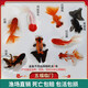 優(yōu)魚若寵金魚活體 觀賞魚 好養(yǎng)冷水魚 淡水活魚 小型小金魚寵物活體魚 4-6cm混色金魚5條