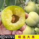 俏背簍順豐速運 正宗巫山原產(chǎn)脆李曲尺青脆土李子新鮮水果空心李 精選大果5斤禮盒裝
