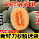 卉雙現摘哈密瓜蜜瓜甜瓜網(wǎng)紋瓜新鮮脆甜多汁當季時(shí)令水果冰淇淋整箱 哈密瓜  帶箱8.5-9斤凈重8.5斤 