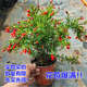 申堰石榴花盆栽觀賞果樹苗室內(nèi)盆景四季開花植物室外庭院陽(yáng)臺(tái)綠植花卉 花石榴5年苗推薦