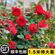 爬藤月季四季開花爬藤特大苗庭院陽臺盆栽地栽布置耐寒耐高溫爬藤植物 弗洛倫蒂娜（1.5米爬藤特大苗）當(dāng)年開花爆滿 1.5米特大苗(帶原土球發(fā)貨)