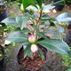  山茶花盆栽樹苗大苗名貴陽臺客廳室內(nèi)花卉植物四季開花