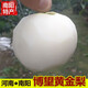 豫薯香南陽博望黃金梨10斤中秋節(jié)送禮新鮮梨子當季應(yīng)季水果雪梨白梨 9斤大果精選裝【單果6兩左右】 頭茬現(xiàn)摘現(xiàn)發(fā)博望坡黃金梨