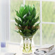 觀(guān)音竹盆栽富貴竹綠植室內居家擺放花卉水培植物盆栽綠色觀(guān)葉植物陽(yáng)臺窗臺觀(guān)賞四季水養竹子素顏A123 觀(guān)音竹3棵含瓶